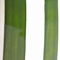 Bouteilles D'Huile|Céladon Paris Bouteille d'huile | Vert Linhas